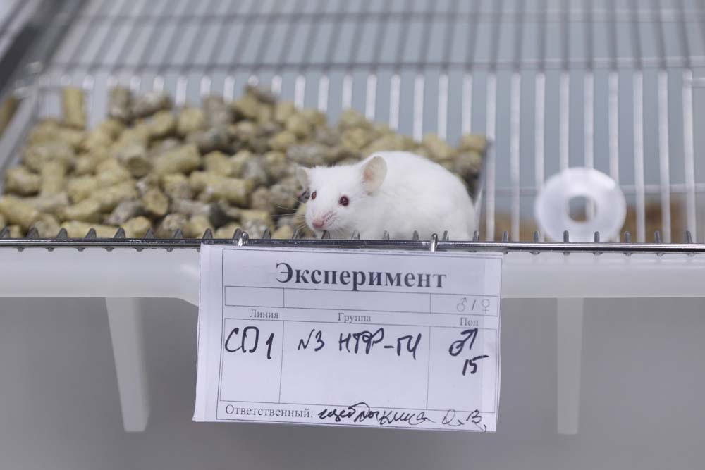 Увеличить В НИУ «БелГУ» создают платформу для разработки генной терапии при инсульте и нейродегенеративных заболеваниях